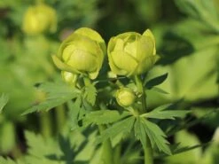 Trollblume 'Lemon Supreme' -Angebote Wurzel Zeit Store trollblume lemon supreme m060666 w 7