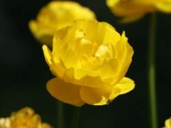 Trollblume 'Lemon Supreme' -Angebote Wurzel Zeit Store trollblume lemon supreme m060666 w 8