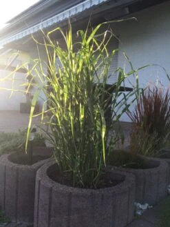 Überhängendes Zebra Chinaschilf 'Zebrinus' -Angebote Wurzel Zeit Store ueberhaengendes zebra chinaschilf zebrinus m054280 193676 0