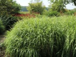 Überhängendes Zebra Chinaschilf 'Zebrinus' -Angebote Wurzel Zeit Store ueberhaengendes zebra chinaschilf zebrinus m054280 w 0