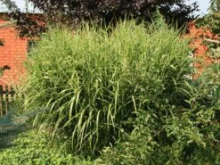 Überhängendes Zebra Chinaschilf 'Zebrinus' -Angebote Wurzel Zeit Store ueberhaengendes zebra chinaschilf zebrinus m054280 w 1