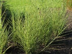 Überhängendes Zebra Chinaschilf 'Zebrinus' -Angebote Wurzel Zeit Store ueberhaengendes zebra chinaschilf zebrinus m054280 w 2