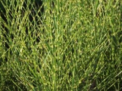 Überhängendes Zebra Chinaschilf 'Zebrinus' -Angebote Wurzel Zeit Store ueberhaengendes zebra chinaschilf zebrinus m054280 w 3