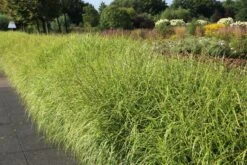 Überhängendes Zebra Chinaschilf 'Zebrinus' -Angebote Wurzel Zeit Store ueberhaengendes zebra chinaschilf zebrinus m054280 w 4