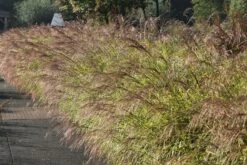 Überhängendes Zebra Chinaschilf 'Zebrinus' -Angebote Wurzel Zeit Store ueberhaengendes zebra chinaschilf zebrinus m054280 w 6