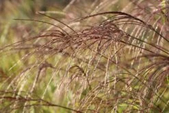 Überhängendes Zebra Chinaschilf 'Zebrinus' -Angebote Wurzel Zeit Store ueberhaengendes zebra chinaschilf zebrinus m054280 w 7