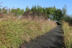 Überhängendes Zebra Chinaschilf 'Zebrinus' -Angebote Wurzel Zeit Store ueberhaengendes zebra chinaschilf zebrinus m054280 w 8