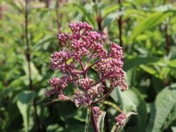 Veränderte Flammenblume 'Natural Feelings' ® -Angebote Wurzel Zeit Store veraenderte flammenblume natural feelings m059925 w 2