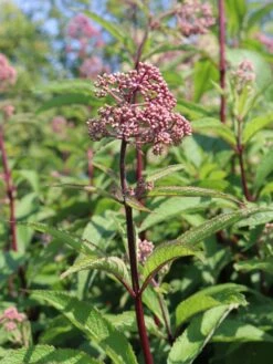 Veränderte Flammenblume 'Natural Feelings' ® -Angebote Wurzel Zeit Store veraenderte flammenblume natural feelings m059925 w 3