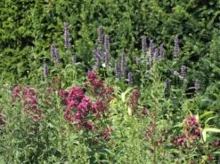 Veränderte Flammenblume 'Natural Feelings' ® -Angebote Wurzel Zeit Store veraenderte flammenblume natural feelings m059925 w 4