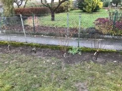 Vogelnährgehölze Aus 10 Pflanzen -Angebote Wurzel Zeit Store vogelnaehrgehoelze aus 10 pflanzen m010235 1357314 1