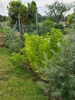 Vogelnährgehölze Aus 10 Pflanzen -Angebote Wurzel Zeit Store vogelnaehrgehoelze aus 10 pflanzen m010235 193676 0