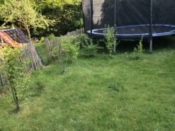 Vogelnährgehölze Aus 10 Pflanzen -Angebote Wurzel Zeit Store vogelnaehrgehoelze aus 10 pflanzen m010235 980523 0