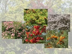 Vogelnährgehölze Aus 10 Pflanzen