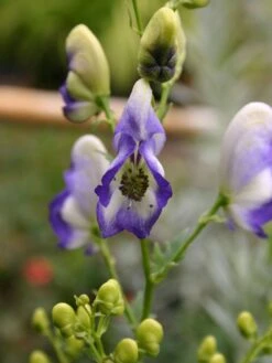 Weißblaublühender Eisenhut 'Bicolor' -Angebote Wurzel Zeit Store weissblaubluehender eisenhut bicolor m012562 w 0