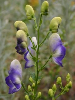 Weißblaublühender Eisenhut 'Bicolor' -Angebote Wurzel Zeit Store weissblaubluehender eisenhut bicolor m012562 w 1
