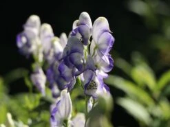 Weißblaublühender Eisenhut 'Bicolor' -Angebote Wurzel Zeit Store weissblaubluehender eisenhut bicolor m012562 w 2