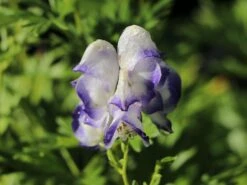 Weißblaublühender Eisenhut 'Bicolor' -Angebote Wurzel Zeit Store weissblaubluehender eisenhut bicolor m012562 w 3