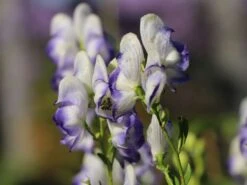 Weißblaublühender Eisenhut 'Bicolor' -Angebote Wurzel Zeit Store weissblaubluehender eisenhut bicolor m012562 w 5