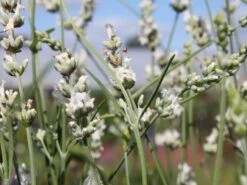 Weißer Lavendel 'Alba' -Angebote Wurzel Zeit Store weisser lavendel alba m015230 w 0