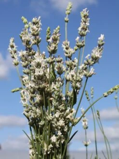 Weißer Lavendel 'Alba' -Angebote Wurzel Zeit Store weisser lavendel alba m015230 w 1