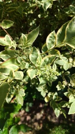 Weißgerandeter Ovalblättriger Liguster 'Argenteum' -Angebote Wurzel Zeit Store weissgerandeter ovalblaettriger liguster argenteum m008178 1179303 0