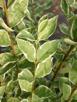 Weißgerandeter Ovalblättriger Liguster 'Argenteum' -Angebote Wurzel Zeit Store weissgerandeter ovalblaettriger liguster argenteum m008178 w 1