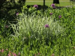 Weißgestreifter Chinaschilf 'Variegatus' -Angebote Wurzel Zeit Store weissgestreifter chinaschilf variegatus m009083 w 0