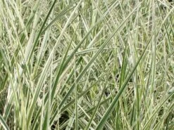 Weißgestreifter Chinaschilf 'Variegatus' -Angebote Wurzel Zeit Store weissgestreifter chinaschilf variegatus m009083 w 1