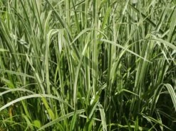 Weißgestreifter Chinaschilf 'Variegatus' -Angebote Wurzel Zeit Store weissgestreifter chinaschilf variegatus m009083 w 2