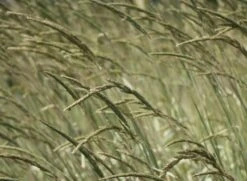 Weißgestreifter Chinaschilf 'Variegatus' -Angebote Wurzel Zeit Store weissgestreifter chinaschilf variegatus m009083 w 4