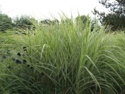 Weißgestreifter Chinaschilf 'Variegatus' -Angebote Wurzel Zeit Store weissgestreifter chinaschilf variegatus m009083 w 5