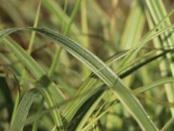 Weißgestreifter Chinaschilf 'Variegatus' -Angebote Wurzel Zeit Store weissgestreifter chinaschilf variegatus m009083 w 6