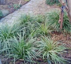 Weißrandige Segge / Japan-Segge 'Icedance' -Angebote Wurzel Zeit Store weissrandige segge japan segge icedance m054252 751854 0 1