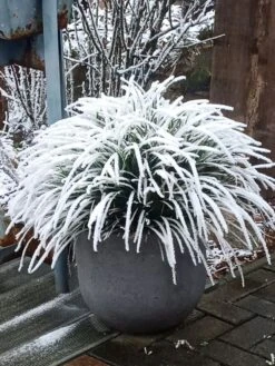 Weißrandige Segge / Japan-Segge 'Icedance' -Angebote Wurzel Zeit Store weissrandige segge japan segge icedance m054252 751854 0