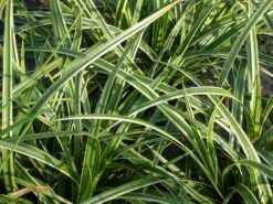 Weißrandige Segge / Japan-Segge 'Icedance' -Angebote Wurzel Zeit Store weissrandige segge japan segge icedance m054252 w 1