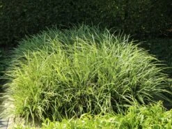 Weißrandige Segge / Japan-Segge 'Icedance' -Angebote Wurzel Zeit Store weissrandige segge japan segge icedance m054252 w 2