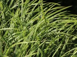 Weißrandige Segge / Japan-Segge 'Icedance' -Angebote Wurzel Zeit Store weissrandige segge japan segge icedance m054252 w 3