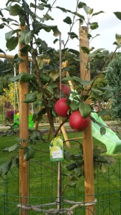 Winterapfel 'Schöner Aus Boskoop' -Angebote Wurzel Zeit Store winterapfel boskoop bzw schoener von boskoop m004790 670970 0