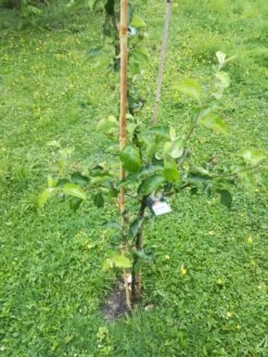 Winterapfel 'Schöner Aus Boskoop' -Angebote Wurzel Zeit Store winterapfel boskoop bzw schoener von boskoop m004790 863541 0