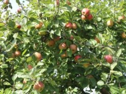 Winterapfel 'Schöner Aus Boskoop' -Angebote Wurzel Zeit Store winterapfel boskoop bzw schoener von boskoop m004790 w 4