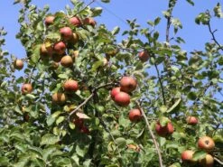 Winterapfel 'Schöner Aus Boskoop' -Angebote Wurzel Zeit Store winterapfel boskoop bzw schoener von boskoop m004790 w 5