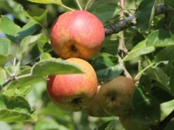 Winterapfel 'Schöner Aus Boskoop' -Angebote Wurzel Zeit Store winterapfel boskoop bzw schoener von boskoop m004790 w 6