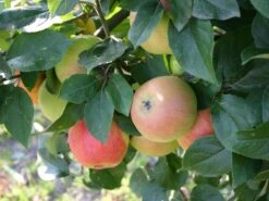 Winterapfel 'Goldparmäne' -Angebote Wurzel Zeit Store winterapfel goldparmaene m004848 w 0