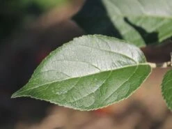 Winterapfel 'Goldparmäne' -Angebote Wurzel Zeit Store winterapfel goldparmaene m004848 w 3