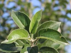 Winterapfel 'Goldparmäne' -Angebote Wurzel Zeit Store winterapfel goldparmaene m004848 w 4