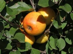 Winterapfel 'Goldparmäne' -Angebote Wurzel Zeit Store winterapfel goldparmaene m004848 w 5