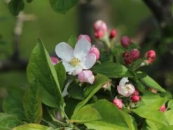 Winterapfel 'Goldparmäne' -Angebote Wurzel Zeit Store winterapfel goldparmaene m004848 w 8