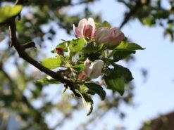 Winterapfel 'Schöner Aus Boskoop' -Angebote Wurzel Zeit Store winterapfel schoener aus boskoop m004790 w 0