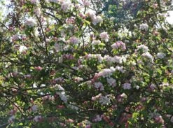 Winterapfel 'Schöner Aus Boskoop' -Angebote Wurzel Zeit Store winterapfel schoener aus boskoop m004790 w 1